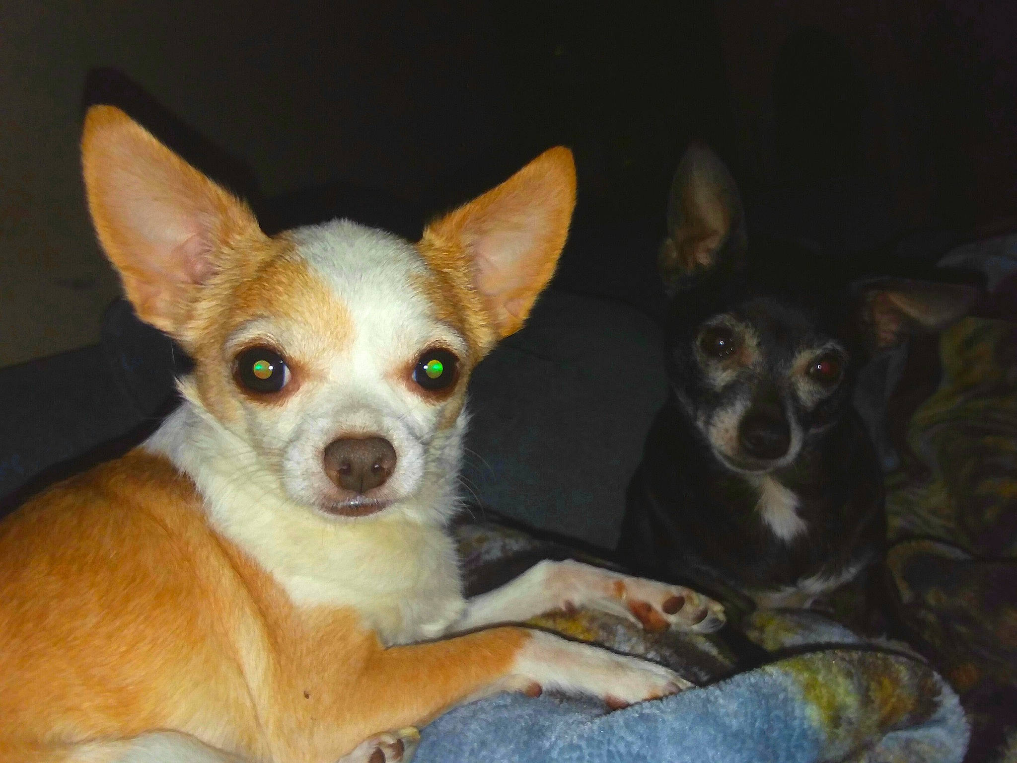 Butterboo joined the competition — help win amazing prizes! canidae, carnivore, chihuahua, companion_dog, corgi_chihuahua, dog, dog_breed, ear, english_toy_terrier, fawn, mammal, miniature_fox_terrier, puppy, russkiy_toy, snout, teddy_roosevelt_terrier, toy_dog, toy_fox_terrier, vertebrate, whiskers