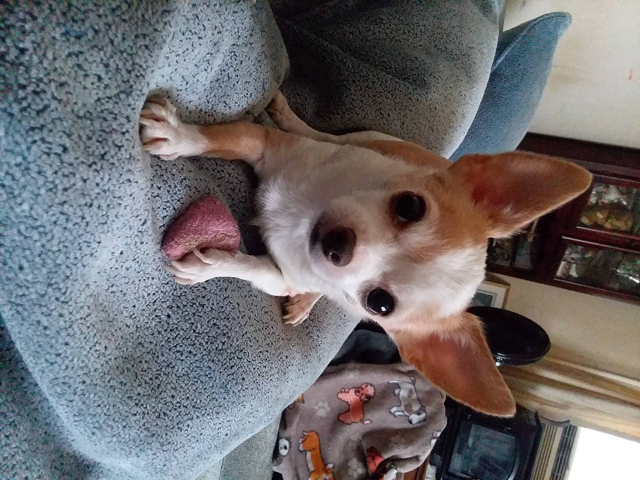 Butterboo is registered to the contest to win money with this photo: aspin, canidae, carnivore, chihuahua, companion_dog, corgi_chihuahua, dog, dog_breed, ear, fawn, feist, mammal, non_sporting_group, snout, street_dog, teddy_roosevelt_terrier