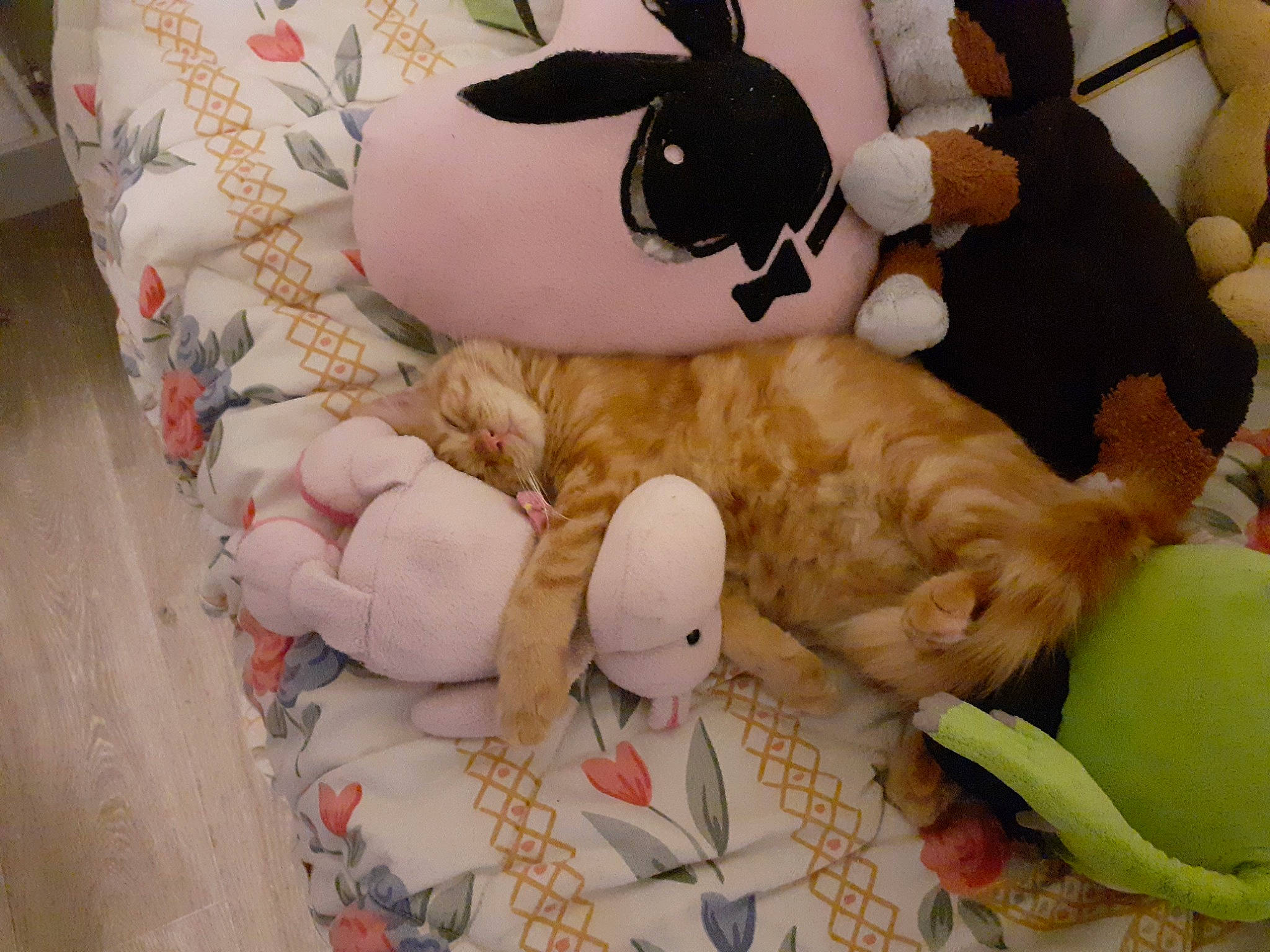 Fifi a rejoint le concours — aidez-le/la à gagner de superbes lots ! bag, bedding, carnivore, cat, comfort, companion_dog, fawn, felidae, fur, linens, mammal, plush, small_to_medium_sized_cats, stuffed_toy, tail, textile, toy, vertebrate, whiskers, wood