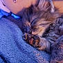 kitten, sleeping, cat, fur, paw, cozy, blanket, soft, cute, pet, animal, rest, closeup, indoor, cute_animal, tiny, peaceful, feline, snuggle, nap