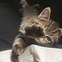 kitten, cat, paw, stretching, furry, cute, pet, animal, tabby, whiskers, claw, feline, indoor, cozy, fabric, black, white, soft, closeup, reflection
