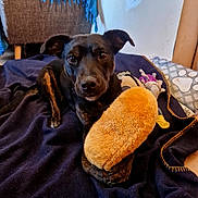 Fantine a rejoint le concours — aidez-le/la à gagner de superbes lots ! dog, toy, blanket, indoor, cozy, brown, black, paw, fuzzy, cushion, chair, fabric, pet, animal, relaxed, home, comfort, playful, fur, resting