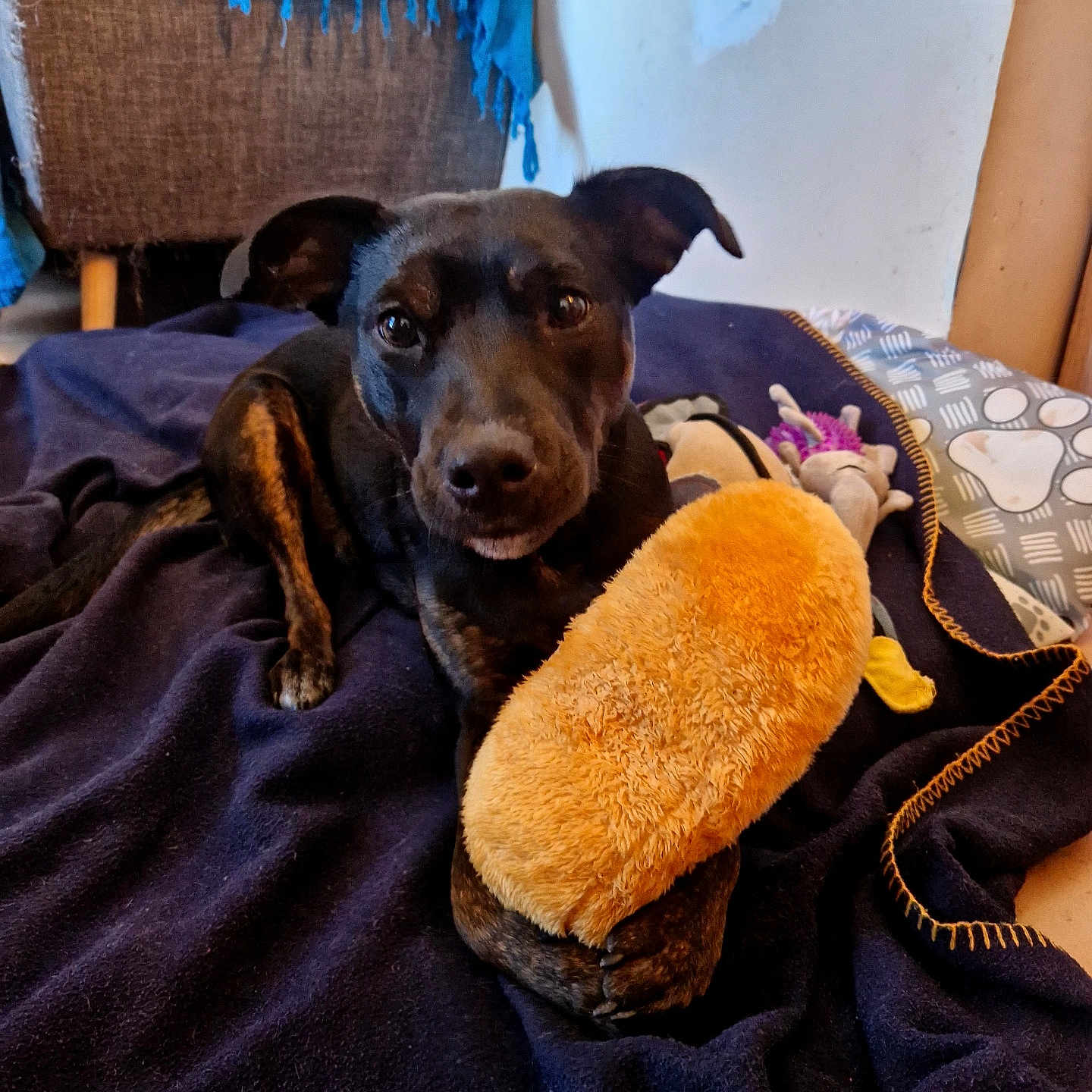 Fantine a rejoint le concours — aidez-le/la à gagner de superbes lots ! dog, toy, blanket, indoor, cozy, brown, black, paw, fuzzy, cushion, chair, fabric, pet, animal, relaxed, home, comfort, playful, fur, resting