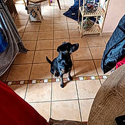 Fantine participe au concours pour gagner de l'argent avec cette photo : animal, black_dog, blanket, chair, cushion, decor, dog, flooring, furniture, home, indoor, jar, looking, pet, plant, room, shelf, sitting, tile_floor, wooden_table