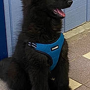 Oshie is registered to the contest to win money with this photo: alert, animal, black_dog, blue_harness, canine, companion, dog, fluffy, fur, harness, indoor, indoors, looking_away, paw, pet, side_view, sitting, tile_floor, wooden_wall, young_dog