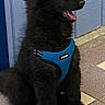 alert, animal, black_dog, blue_harness, canine, companion, dog, fluffy, fur, harness, indoor, indoors, looking_away, paw, pet, side_view, sitting, tile_floor, wooden_wall, young_dog