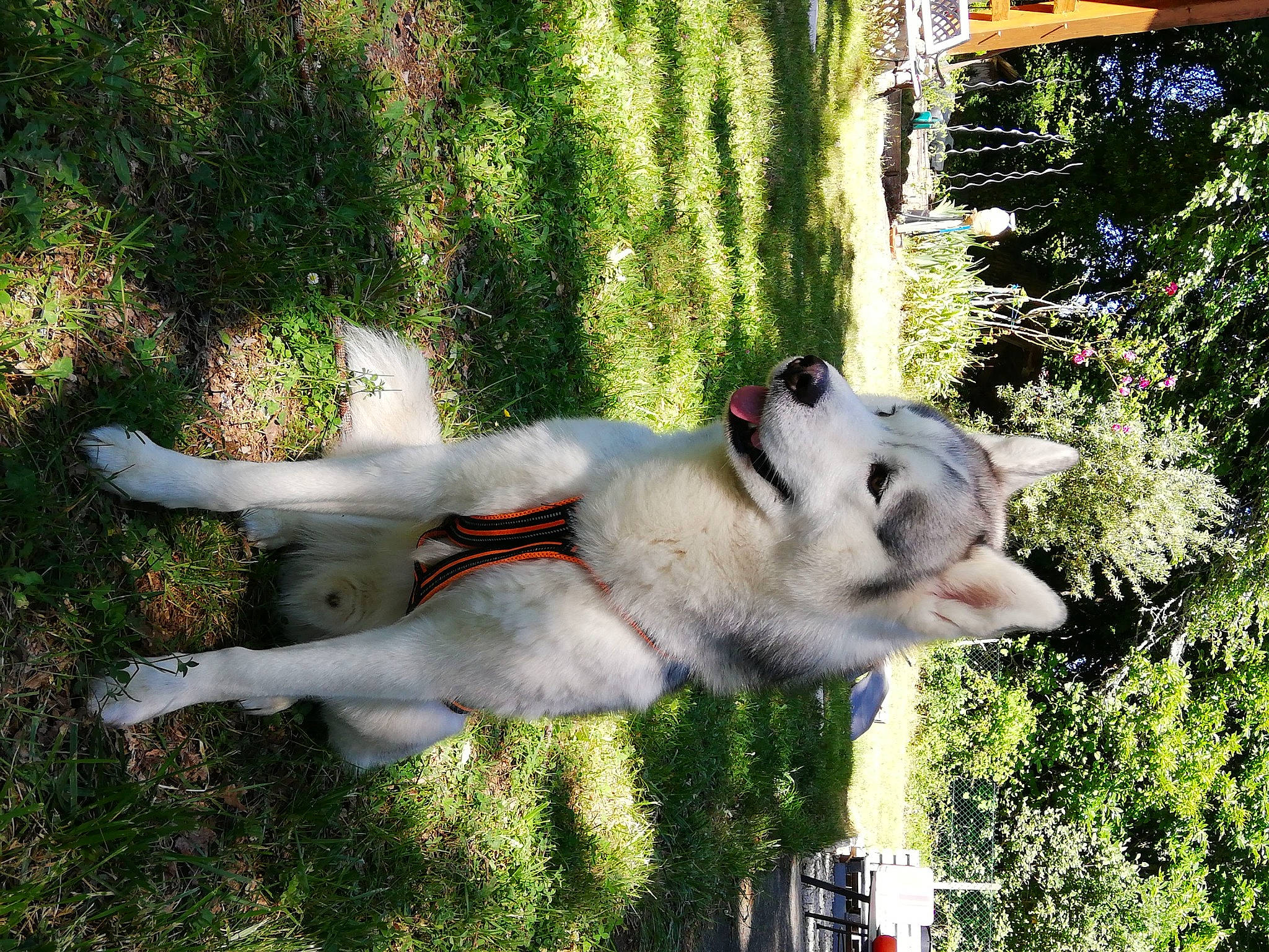 Ryder a rejoint le concours — aidez-le/la à gagner de superbes lots ! ancient_dog_breeds, canidae, carnivore, collar, companion_dog, dog, dog_breed, fawn, grass, livestock_guardian_dog, non_sporting_group, pet_supply, plant, sled_dog, snout, sporting_group, tail, tree, working_animal, working_dog