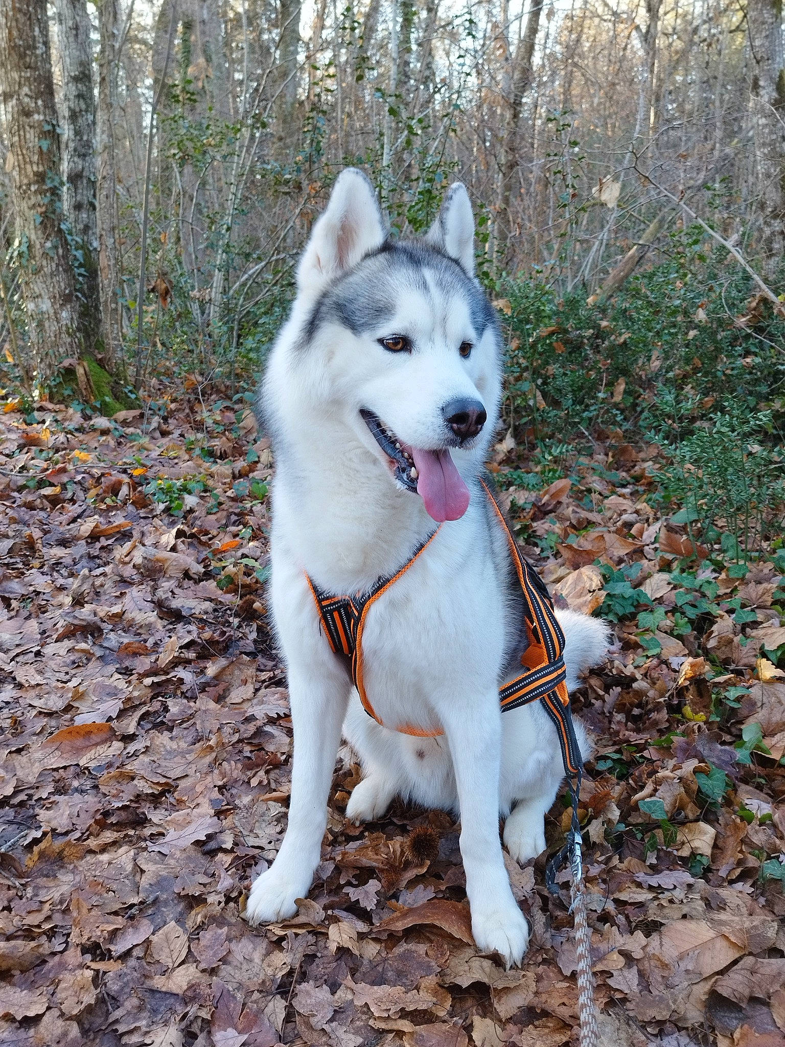 Ryder a rejoint le concours — aidez-le/la à gagner de superbes lots ! carnivore, collar, companion_dog, dog, dog_breed, dog_collar, forest, pet_supply, plant, tail, terrestrial_animal, tree, working_animal, working_dog