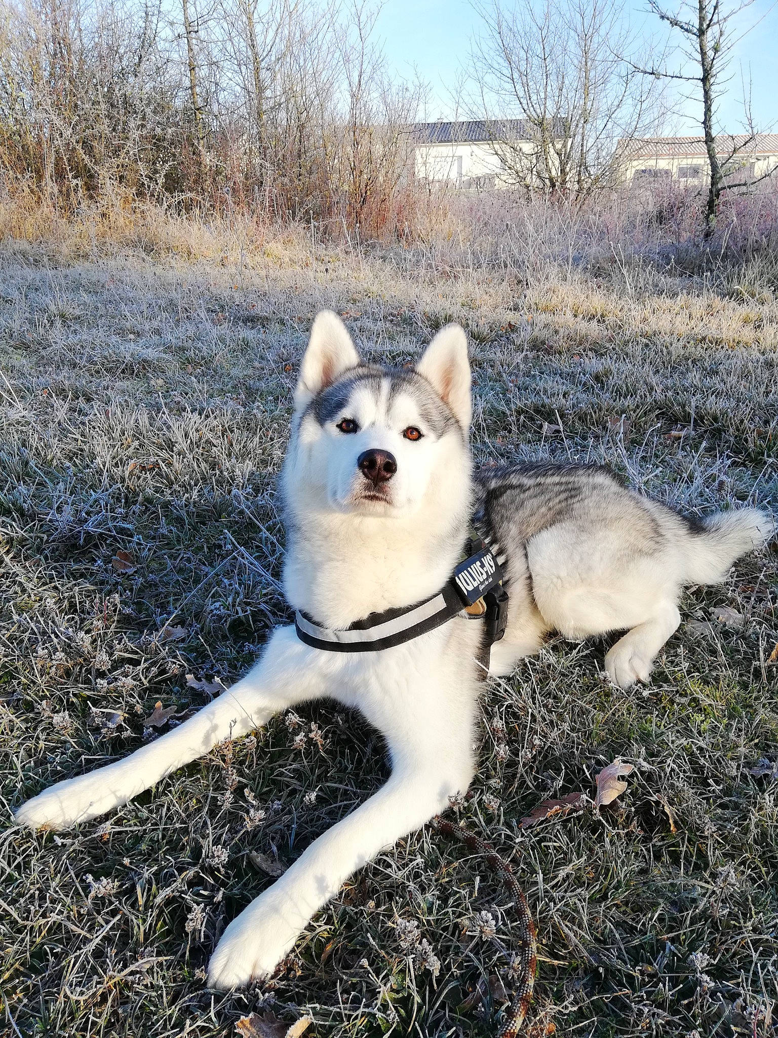 Ryder participe au concours pour gagner de l'argent avec cette photo : ancient_dog_breeds, canidae, carnivore, companion_dog, dog, dog_breed, fawn, grass, pet_supply, plant, sky, sled_dog, soil, sporting_group, tail, terrestrial_animal, tree, winter, working_animal, working_dog