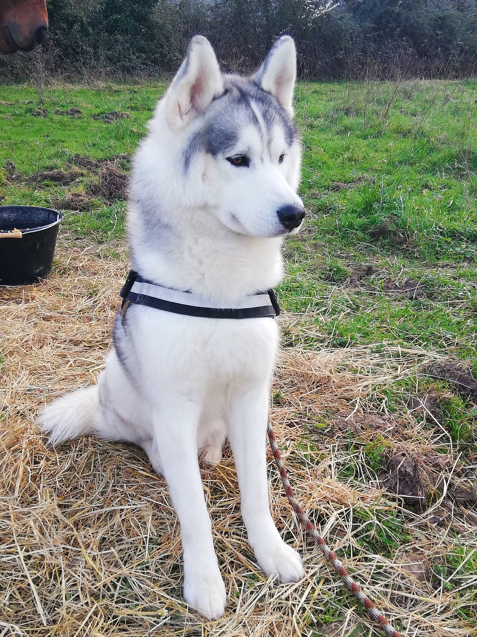 Ryder participe au concours pour gagner de l'argent avec cette photo : ancient_dog_breeds, bowl, canidae, canis, carnivore, companion_dog, dog, dog_breed, flowerpot, fur, grass, mixing_bowl, pet_supply, siberian_husky, snout, sporting_group, tail, tree, working_animal, working_dog