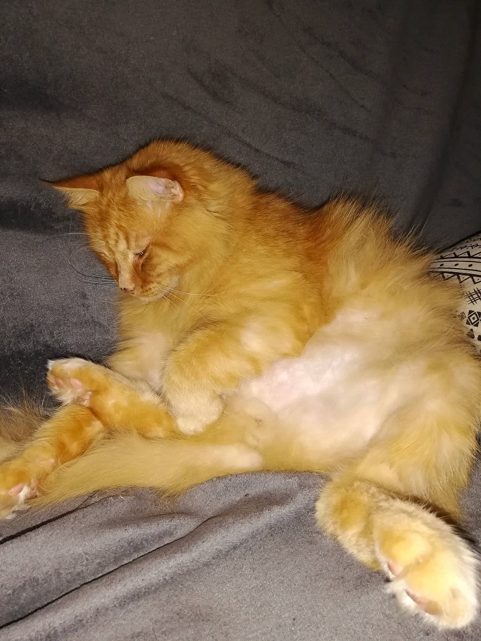 Bass a rejoint le concours — aidez-le/la à gagner de superbes lots ! canidae, carnivore, cat, claw, comfort, companion_dog, domestic_short_haired_cat, eye, fawn, felidae, fur, nap, paw, sitting, sleep, small_to_medium_sized_cats, snout, tail, terrestrial_animal, whiskers