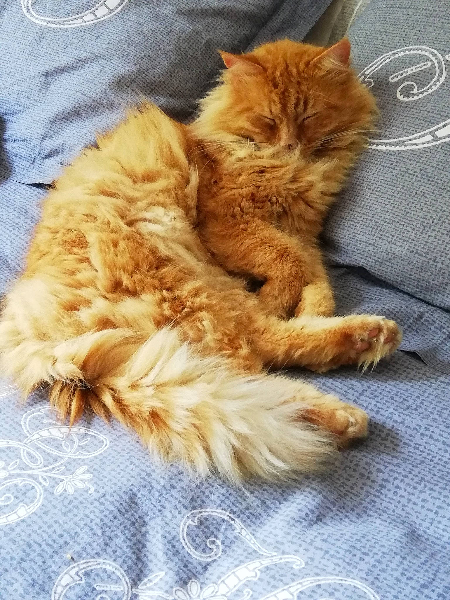 Bass participe au concours pour gagner de l'argent avec cette photo : carnivore, cat, claw, comfort, companion_dog, domestic_short_haired_cat, fawn, felidae, fur, nap, paw, sleep, small_to_medium_sized_cats, snout, tail, whiskers