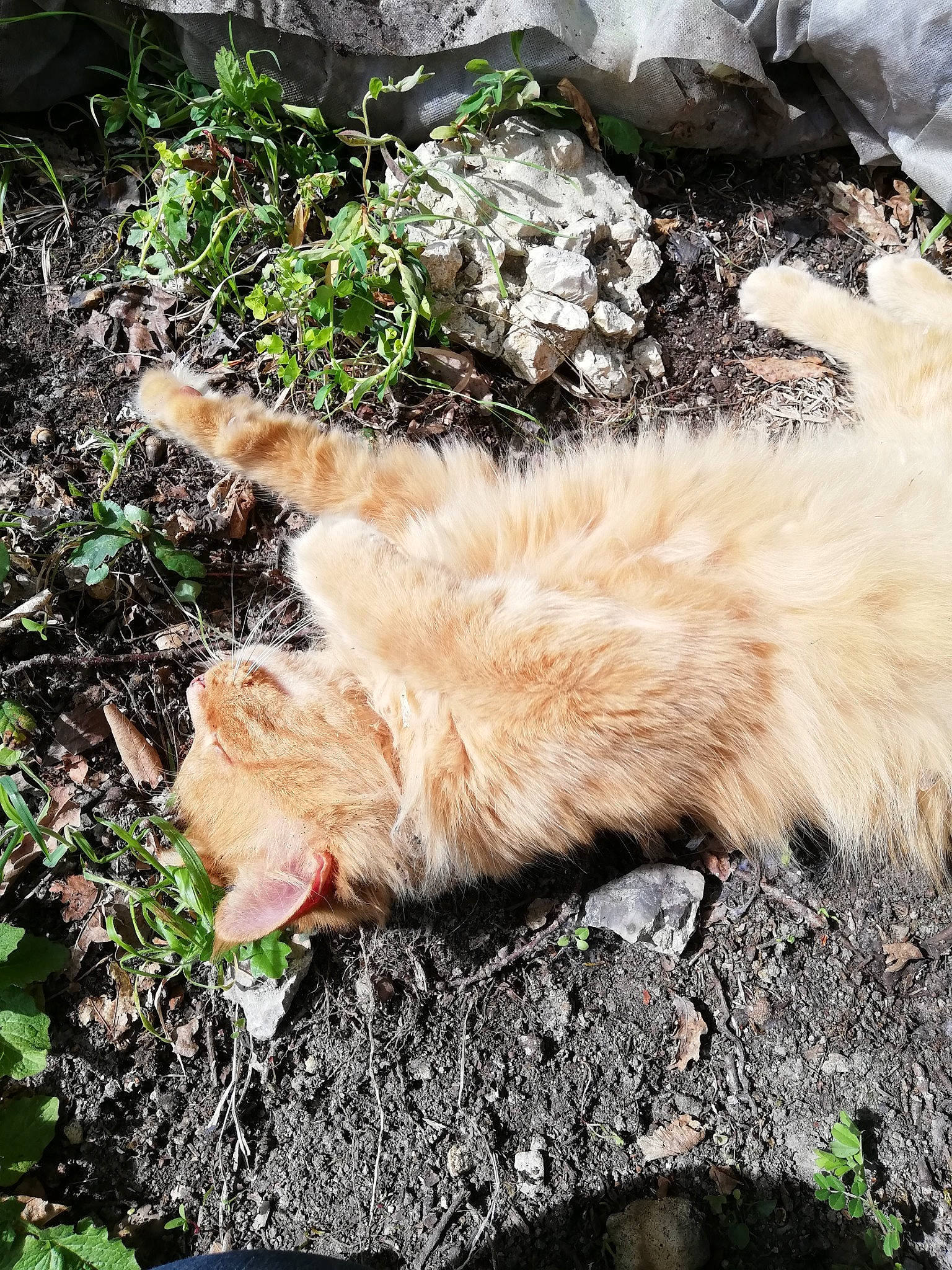 Bass a rejoint le concours — aidez-le/la à gagner de superbes lots ! carnivore, cat, claw, dog_breed, domestic_short_haired_cat, felidae, fur, grass, groundcover, paw, plant, rock, small_to_medium_sized_cats, soil, tail, terrestrial_animal, whiskers