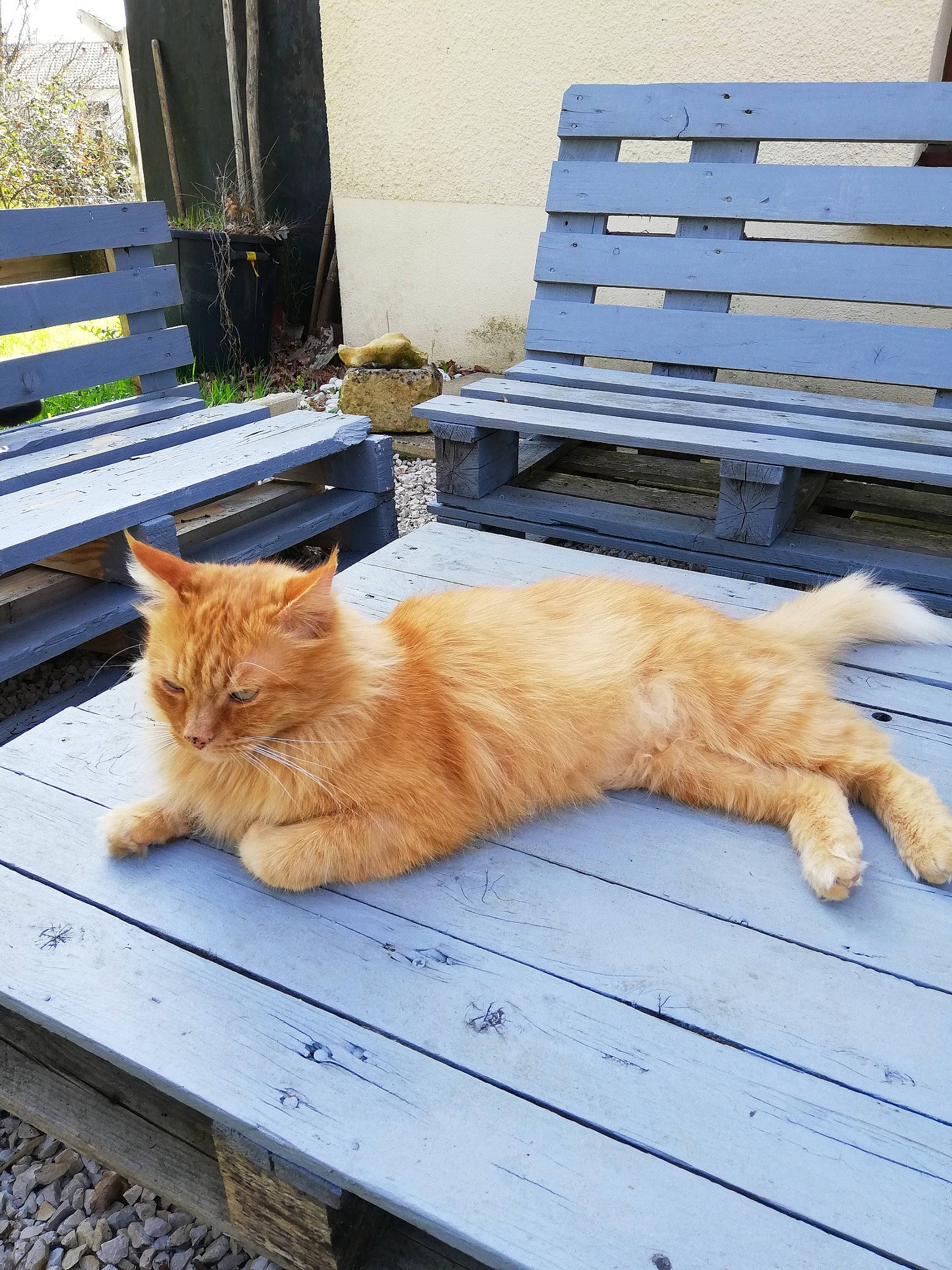 Bass a rejoint le concours — aidez-le/la à gagner de superbes lots ! bench, carnivore, cat, domestic_short_haired_cat, fawn, felidae, flooring, fur, grass, hardwood, plant, road_surface, sitting, small_to_medium_sized_cats, snout, tail, whiskers, window, wood, wood_stain