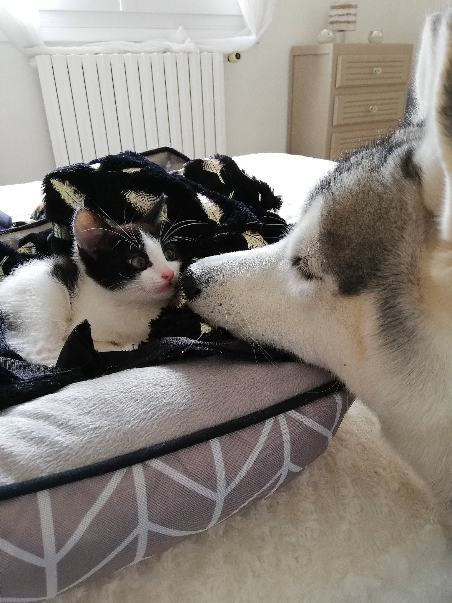 Mysti participe au concours pour gagner de l'argent avec cette photo : canidae, carnivore, cat, comfort, companion_dog, couch, dog, dog_breed, fawn, felidae, flooring, fur, grey, linens, paw, room, small_to_medium_sized_cats, sporting_group, whiskers, white