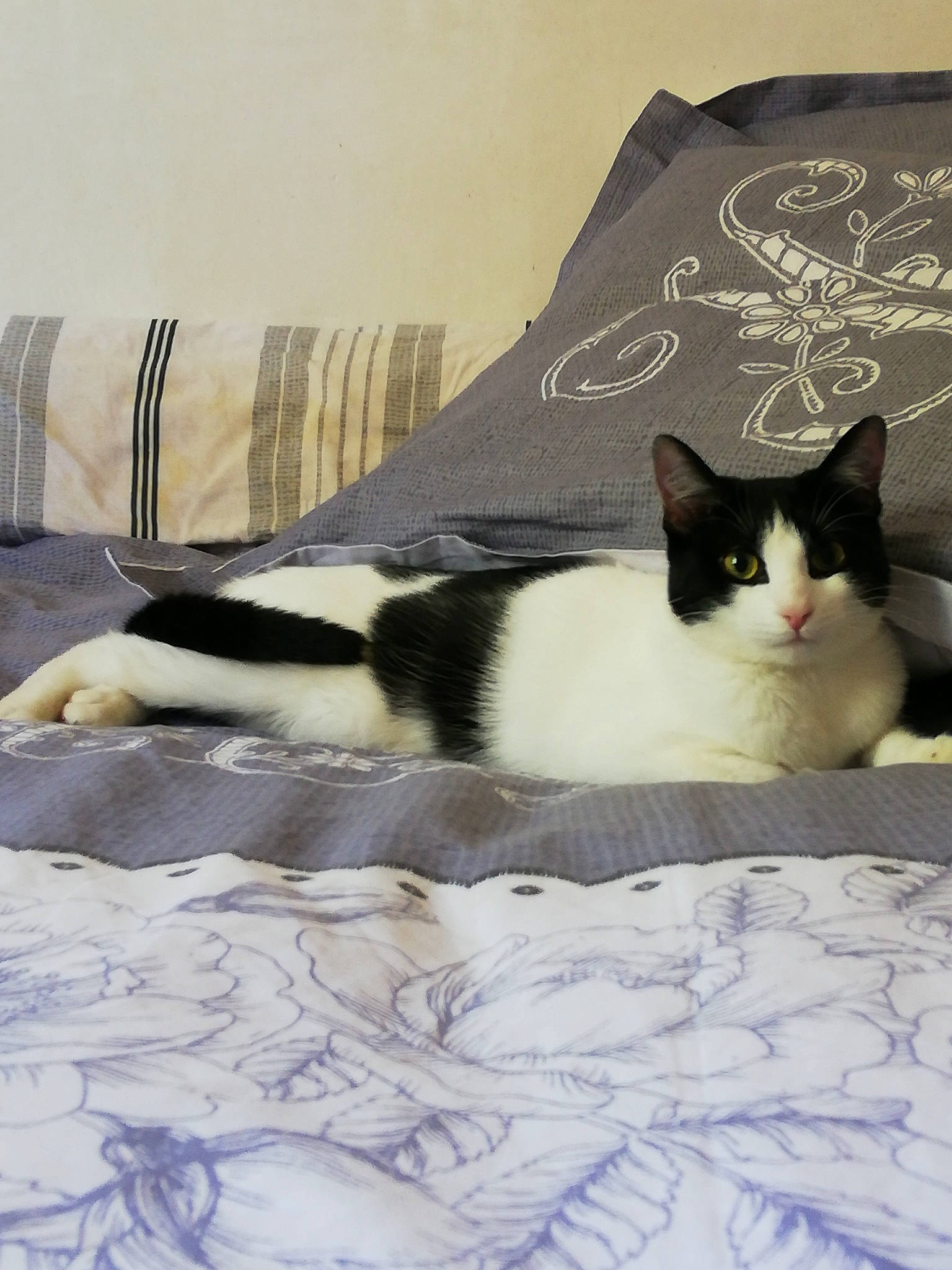 Mysti participe au concours pour gagner de l'argent avec cette photo : bed_sheet, bedding, carnivore, cat, cat_supply, comfort, domestic_short_haired_cat, felidae, flooring, fur, grey, linens, pattern, paw, room, small_to_medium_sized_cats, tail, textile, whiskers, wood