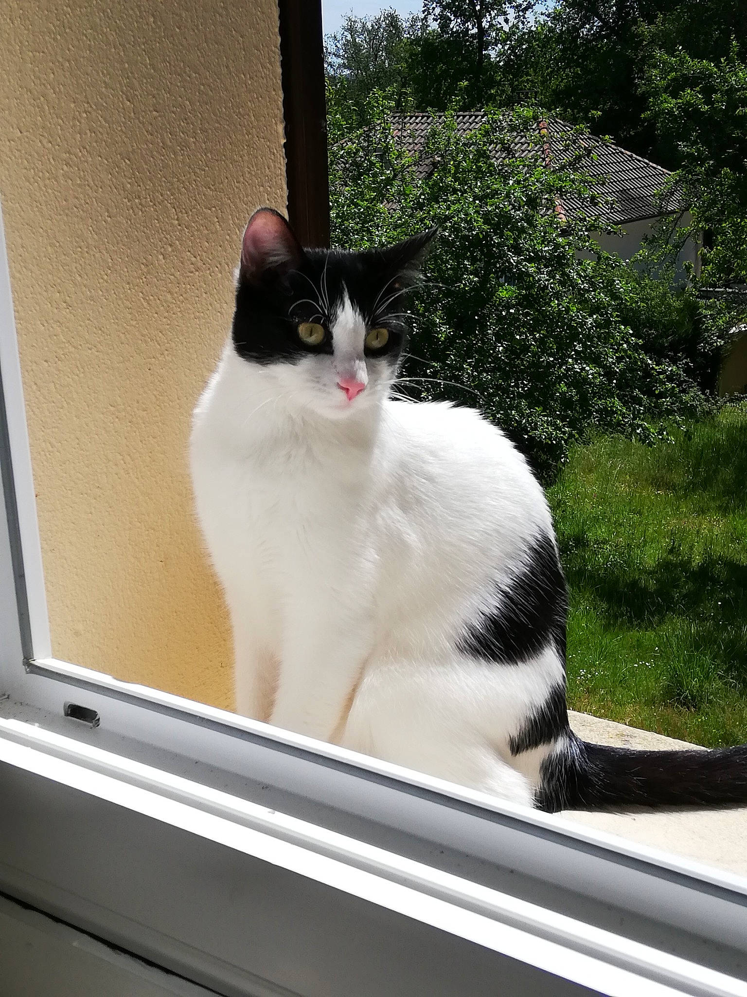 Mysti participe au concours pour gagner de l'argent avec cette photo : automotive_exterior, automotive_window_part, carnivore, cat, display_device, domestic_short_haired_cat, felidae, fur, paw, plant, rectangle, small_to_medium_sized_cats, snout, tail, tints_and_shades, tree, whiskers, window, windshield