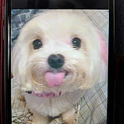 Amy is registered to the contest to win money with this photo: adorable, animal, blurry, close_up, collar, companion, cute, dog, domestic_animal, face, fluffy, fur, indoor, pet, phone_screen, pixelated, portrait, small_dog, tongue_out, white_dog