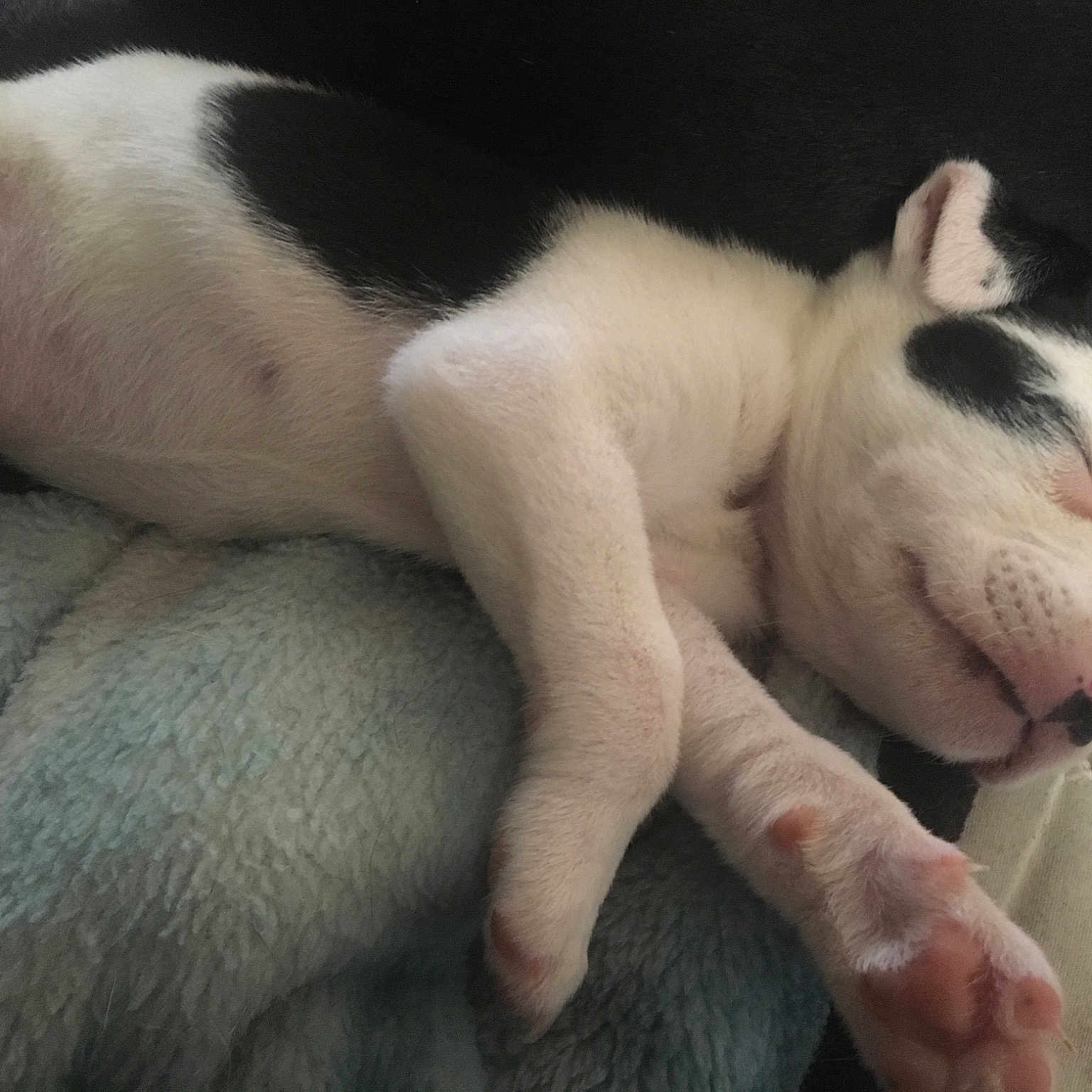 Sky is registered to the contest to win money with this photo: canidae, carnivore, companion_dog, dog, dog_breed, fawn, mammal, nap, non_sporting_group, nose, paw, puppy, puppy_love, skin, sleep, snout, tail, vertebrate
