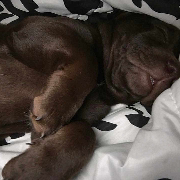 Mocha