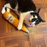 Loki joined the competition — help win amazing prizes! carnivore, cat, claw, comfort, domestic_short_haired_cat, felidae, flooring, fur, hardwood, laminate_flooring, paw, plank, small_to_medium_sized_cats, snout, tail, varnish, whiskers, wood, wood_flooring, wood_stain