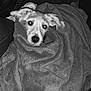 Billy participe au concours pour gagner de l'argent avec cette photo : animal, blanket, carpet, comfort, companion, cozy, cute, dog, ears, floor, fur, indoors, looking_up, mammal, nose, pet, resting, snug, warm, wrapped