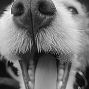 Billy a rejoint le concours — aidez-le/la à gagner de superbes lots ! animal, black_and_white, canine, close_up, cute, dog, expression, funny, fur, happy, indoor, mouth, nose, pet, playful, portrait, snout, teeth, tongue, whiskers