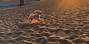 Billy a rejoint le concours — aidez-le/la à gagner de superbes lots ! animal, beach, daytime, dog, golden_hour, horizon, joyful, landscape, motion, nature, outdoor, pet, playful, running, sand, shadow, sky, sun, sunlight, sunset