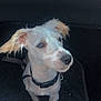 Billy participe au concours pour gagner de l'argent avec cette photo : animal, car_interior, collar, curious, cute, dog, domestic_animal, ears, floor_mat, footwear, fur, indoor, leash, pet, puppy, shoes, sitting, small_dog, sneakers, white_dog