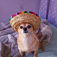 Chex joined the competition — help win amazing prizes! chihuahua, dog, pet, sombrero, hat, blanket, bed, purple_wall, curtain, polka_dots, fur, eyes, nose, portrait, indoor, cute, small_dog, looking_up, cozy, accessory