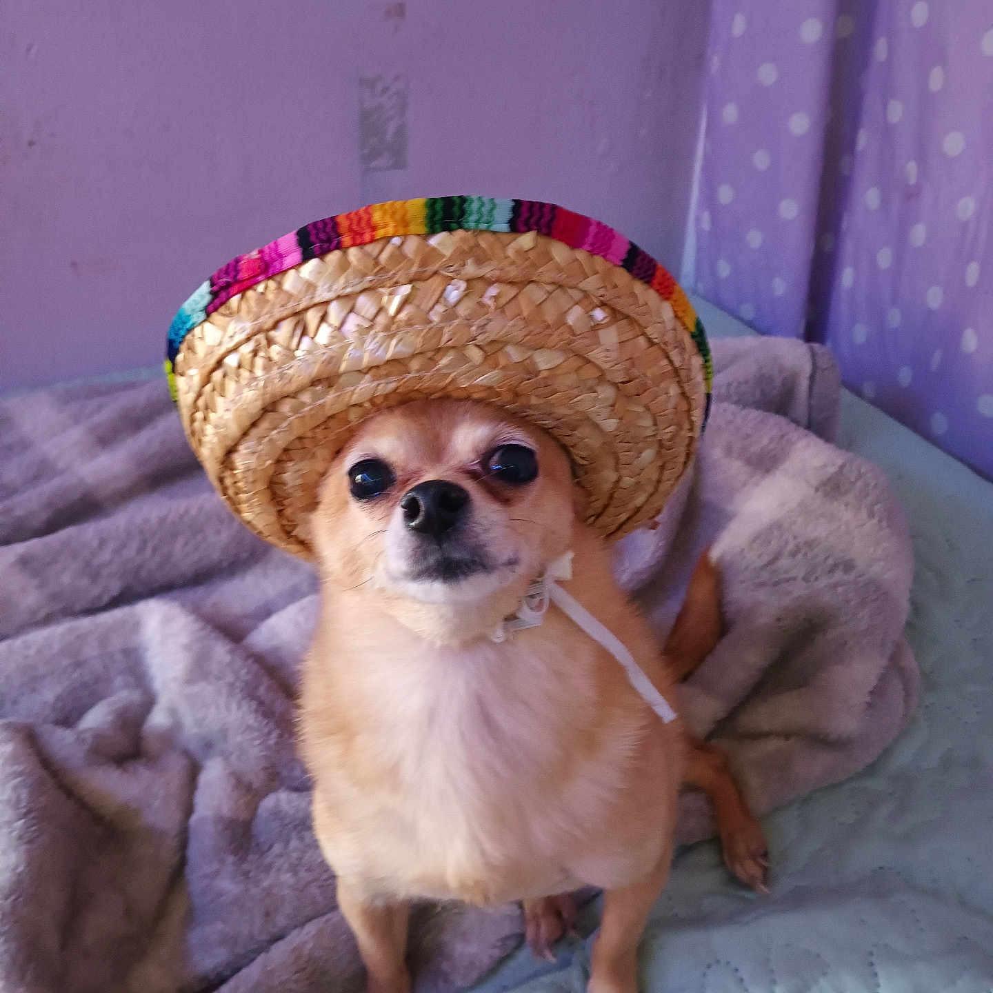 Chex joined the competition — help win amazing prizes! accessory, bed, blanket, chihuahua, cozy, curtain, cute, dog, eyes, fur, hat, indoor, looking_up, nose, pet, polka_dots, portrait, purple_wall, small_dog, sombrero