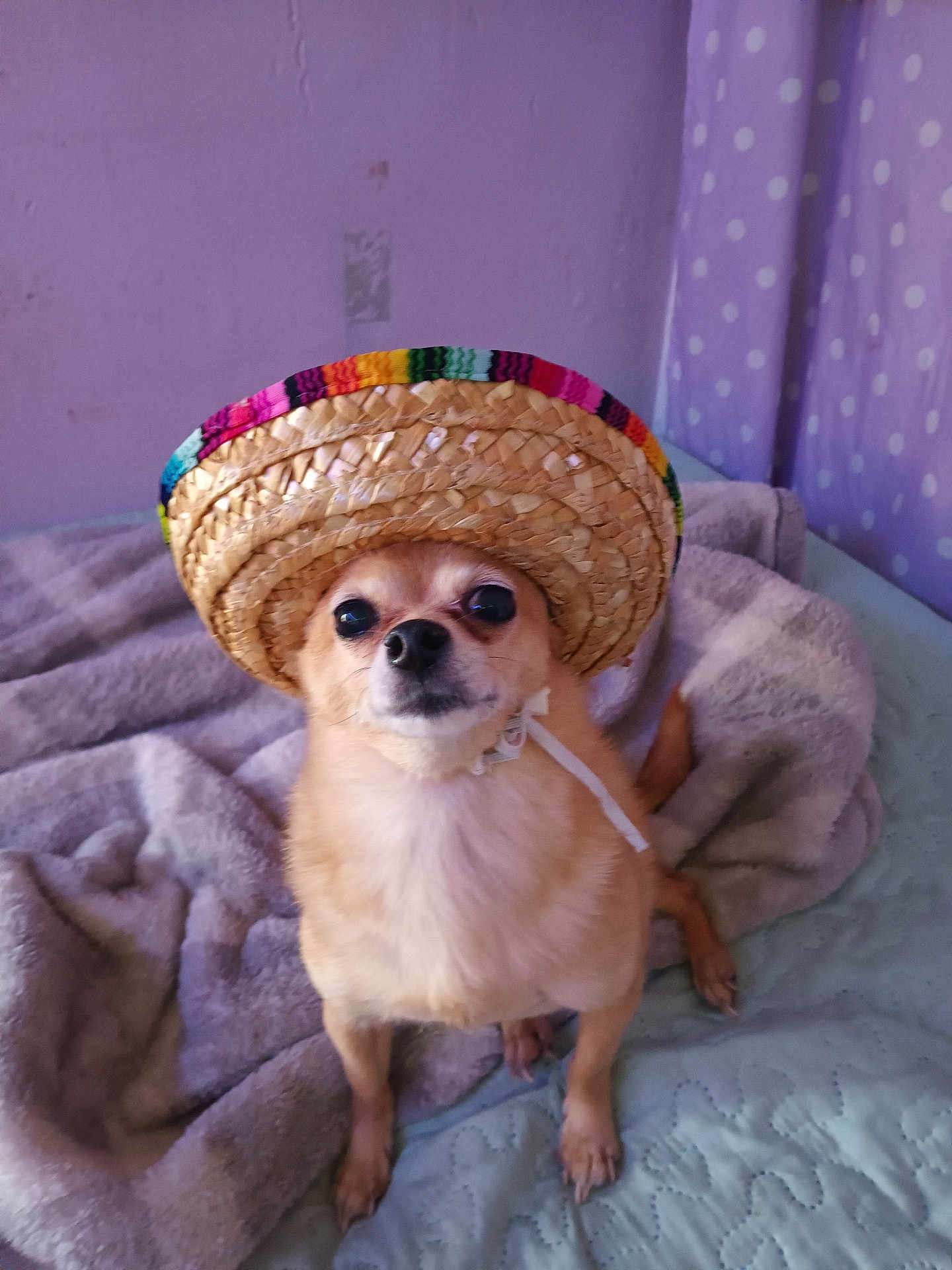 Chex joined the competition — help win amazing prizes! chihuahua, dog, pet, sombrero, hat, blanket, bed, purple_wall, curtain, polka_dots, fur, eyes, nose, portrait, indoor, cute, small_dog, looking_up, cozy, accessory