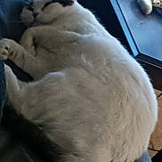 Luna joined the competition — help win amazing prizes! cat, sleeping, white_cat, black_spots, curled_up, indoor, cozy, feline, resting, pet, fur, table, objects, home, relaxation, animal, close_up, comfort, quiet, domestic