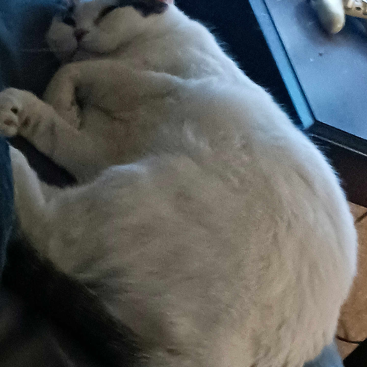 Luna joined the competition — help win amazing prizes! animal, black_spots, cat, close_up, comfort, cozy, curled_up, domestic, feline, fur, home, indoor, objects, pet, quiet, relaxation, resting, sleeping, table, white_cat