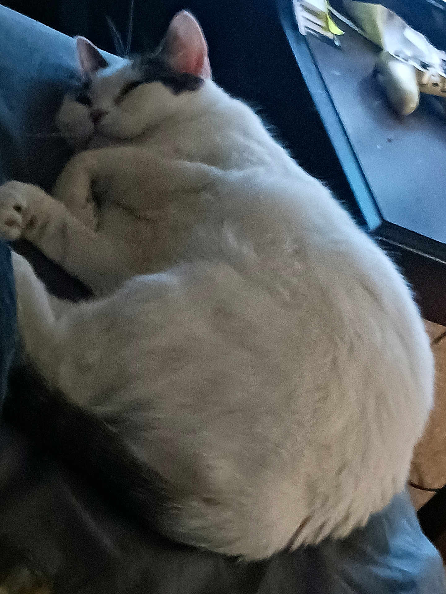 Luna joined the competition — help win amazing prizes! cat, sleeping, white_cat, black_spots, curled_up, indoor, cozy, feline, resting, pet, fur, table, objects, home, relaxation, animal, close_up, comfort, quiet, domestic