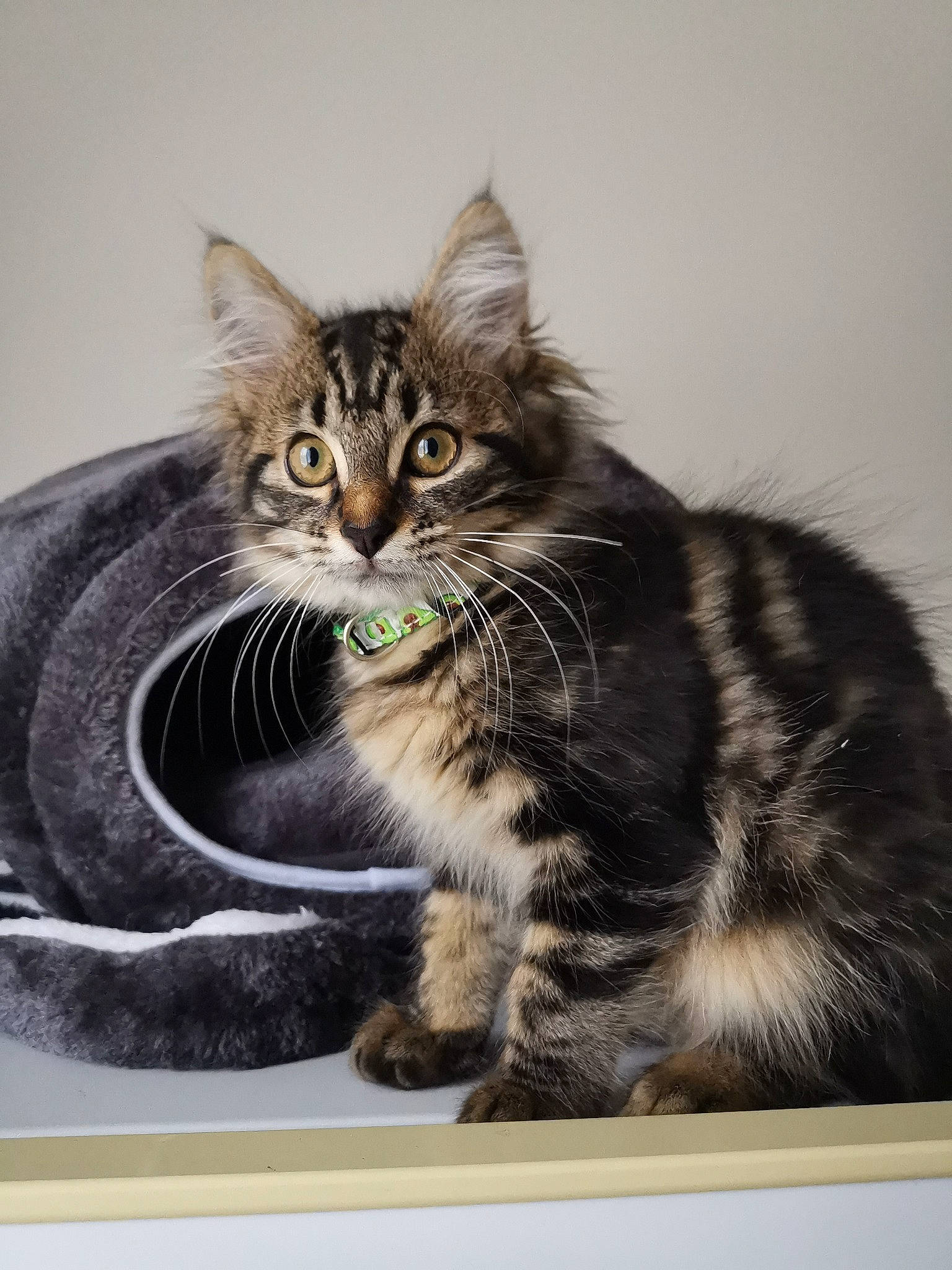 Yzma a rejoint le concours — aidez-le/la à gagner de superbes lots ! carnivore, cat, claw, domestic_short_haired_cat, felidae, fur, maine_coon, paw, photo_caption, rectangle, siberian, sitting, small_to_medium_sized_cats, tail, terrestrial_animal, whiskers, wildlife, window