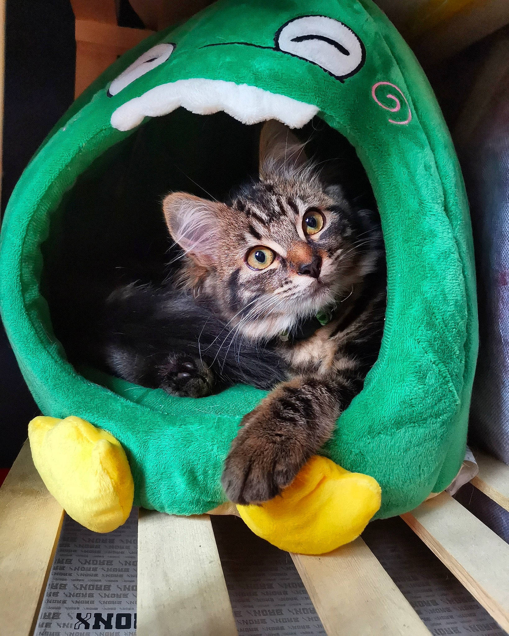 Yzma a rejoint le concours — aidez-le/la à gagner de superbes lots ! animal_shelter, carnivore, cat, cat_supply, cat_toy, chair, domestic_short_haired_cat, felidae, fur, grass, green, pet_supply, sitting, small_to_medium_sized_cats, snout, tail, terrestrial_animal, whiskers