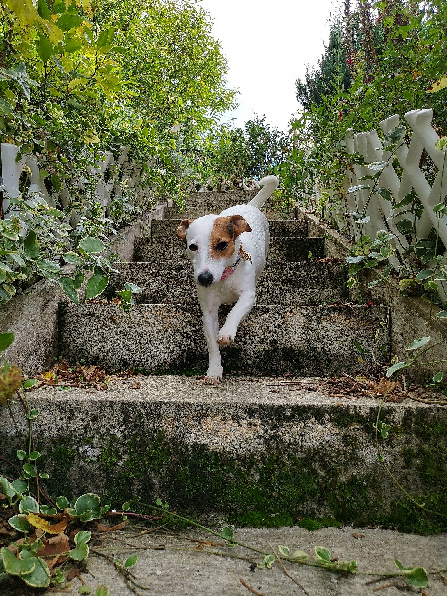 Yuna a rejoint le concours — aidez-le/la à gagner de superbes lots ! canidae, carnivore, cat, companion_dog, dog, dog_breed, fawn, felidae, jack_russell_terrier, mammal, shrub, sporting_group, tail, tree, walking