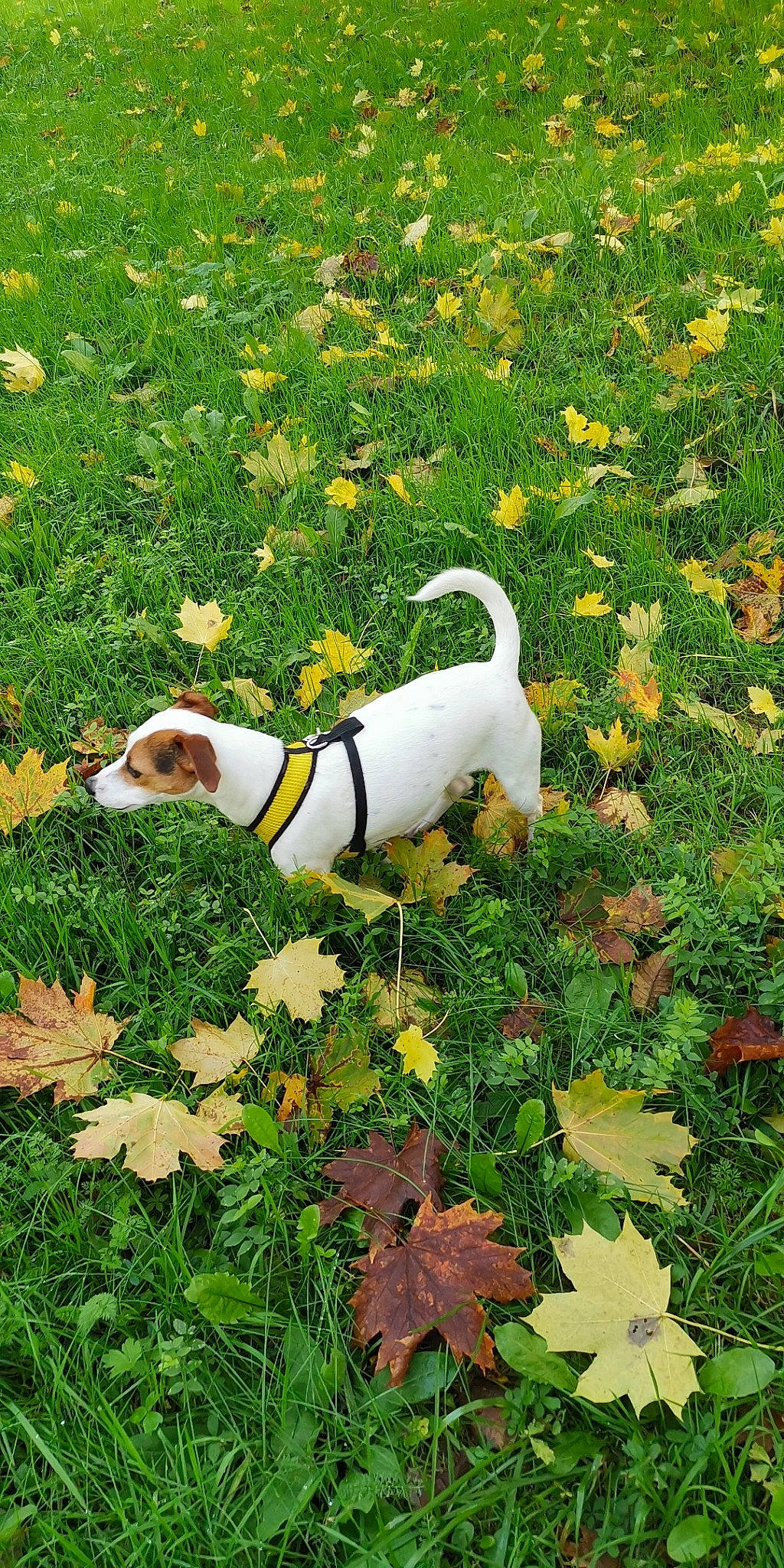 Yuna participe au concours pour gagner de l'argent avec cette photo : autumn, canidae, carnivore, companion_dog, dog, dog_breed, grass, jack_russell_terrier, leaf, plant, puppy, russell_terrier, sporting_group, treeing_feist