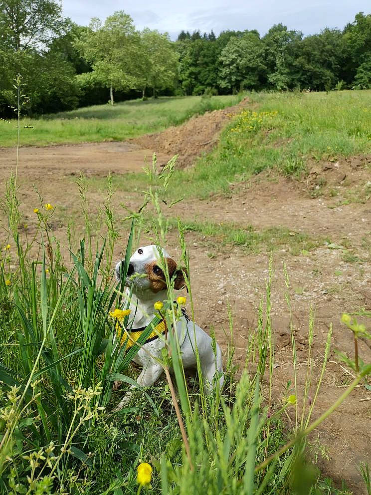 Yuna participe au concours pour gagner de l'argent avec cette photo : canidae, carnivore, dog, dog_breed, field_trial, flower, grass, grass_family, grassland, heracleum_plant, hunting_dog, meadow, pasture, plant, plant_community, prairie, sporting_group, wildflower