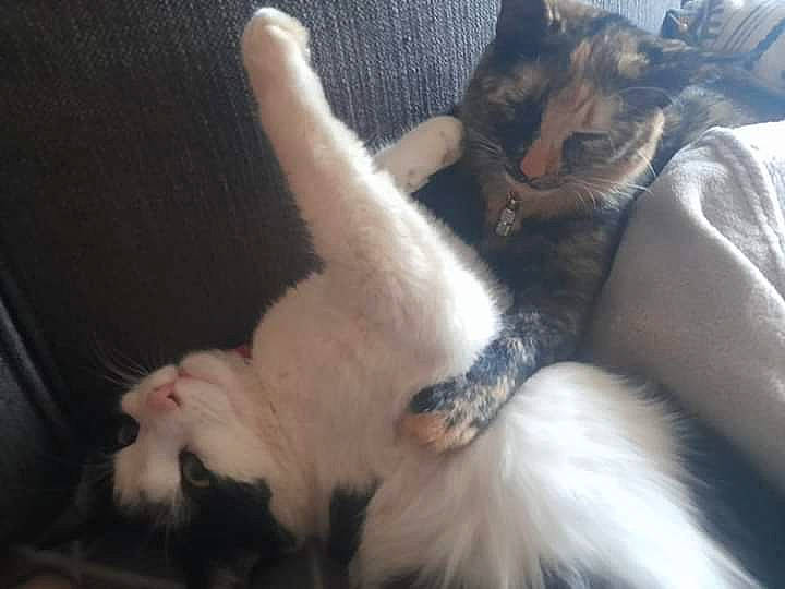 Kennie a rejoint le concours — aidez-le/la à gagner de superbes lots ! carnivore, cat, claw, comfort, companion_dog, domestic_short_haired_cat, ear, felidae, fur, paw, small_to_medium_sized_cats, tail, whiskers