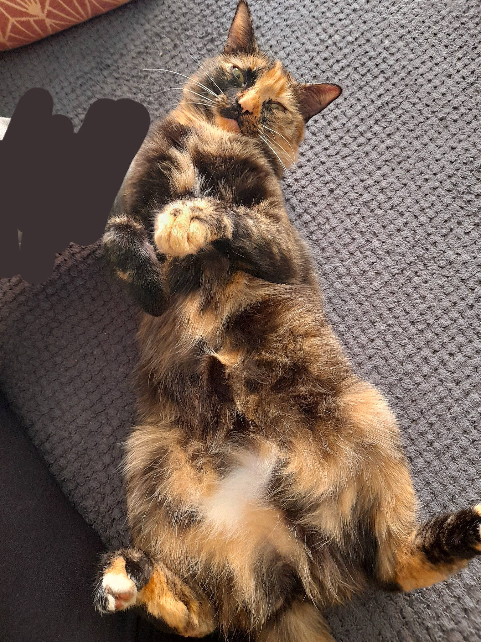 Kennie participe au concours pour gagner de l'argent avec cette photo : canidae, carnivore, cat, claw, comfort, domestic_short_haired_cat, fawn, felidae, foot, fur, human_leg, metal, paw, sitting, small_to_medium_sized_cats, snout, tail, terrestrial_animal, whiskers, wildlife