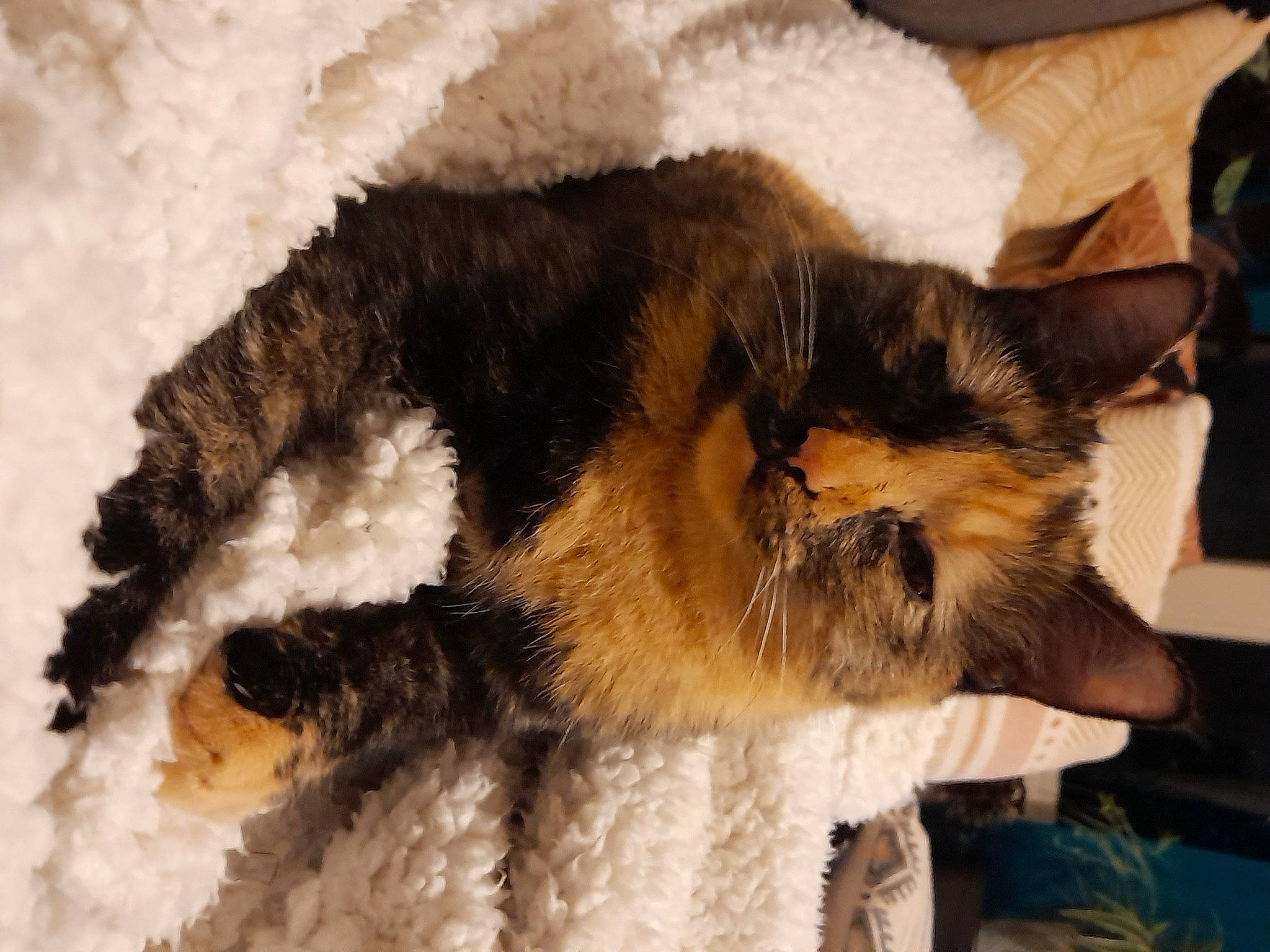 Kennie a rejoint le concours — aidez-le/la à gagner de superbes lots ! canidae, carnivore, cat, claw, dog_breed, domestic_short_haired_cat, fawn, felidae, fur, nap, paw, small_to_medium_sized_cats, snout, tail, terrestrial_animal, whiskers