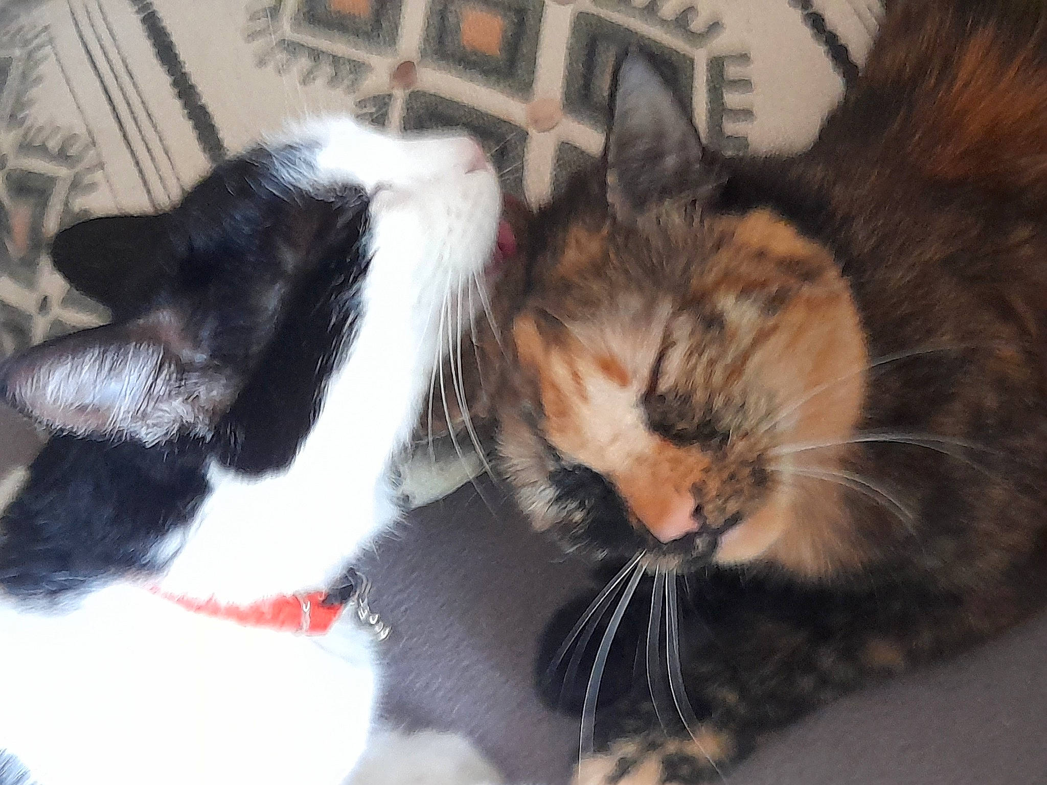 Kennie participe au concours pour gagner de l'argent avec cette photo : carnivore, cat, claw, collar, comfort, domestic_short_haired_cat, ear, eye, fang, felidae, foot, fur, lap, nap, paw, small_to_medium_sized_cats, snout, tail, whiskers, window