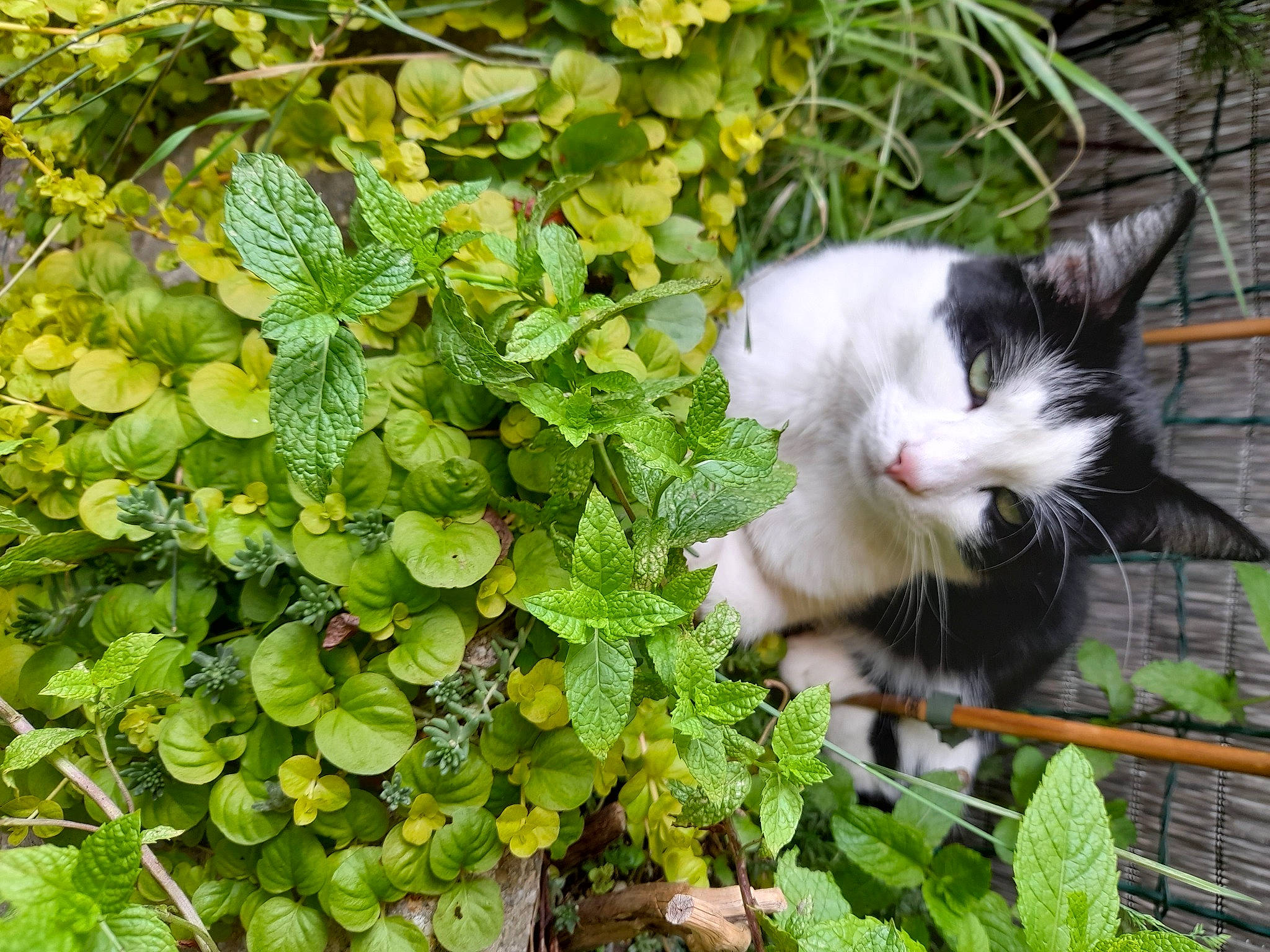 Bouboule participe au concours pour gagner de l'argent avec cette photo : annual_plant, carnivore, cat, domestic_short_haired_cat, felidae, flower, flowering_plant, fur, garden, grass, groundcover, herbaceous_plant, leaf_vegetable, plant, shrub, small_to_medium_sized_cats, tail, tree, vegetation, whiskers