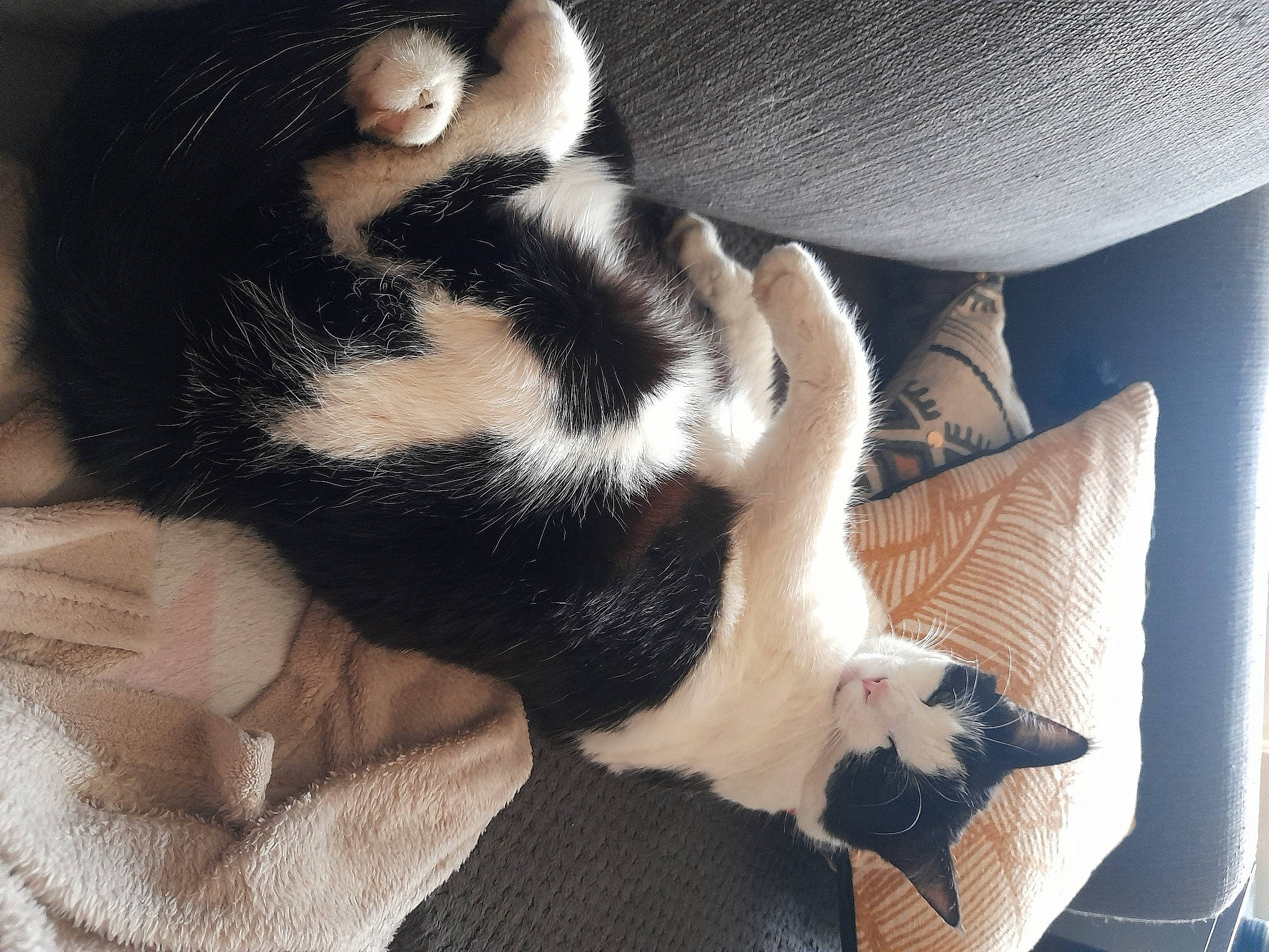 Bouboule a rejoint le concours — aidez-le/la à gagner de superbes lots ! canidae, carnivore, cat, claw, comfort, companion_dog, couch, dog_breed, domestic_short_haired_cat, felidae, foot, fur, nap, paw, small_to_medium_sized_cats, sporting_group, tail, terrestrial_animal, whiskers