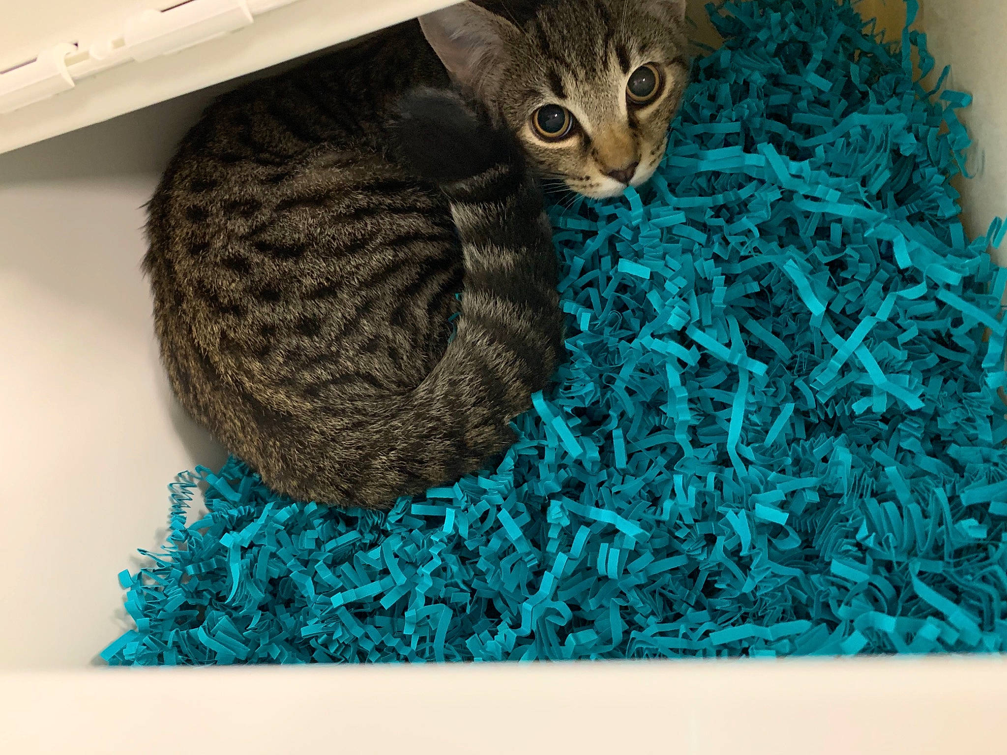 Jeff is registered to the contest to win money with this photo: aqua, azure, blue, carnivore, cat, cat_bed, cat_supply, crochet, domestic_short_haired_cat, electric_blue, felidae, fur, pattern, small_to_medium_sized_cats, tail, textile, thread, whiskers, wool, woolen