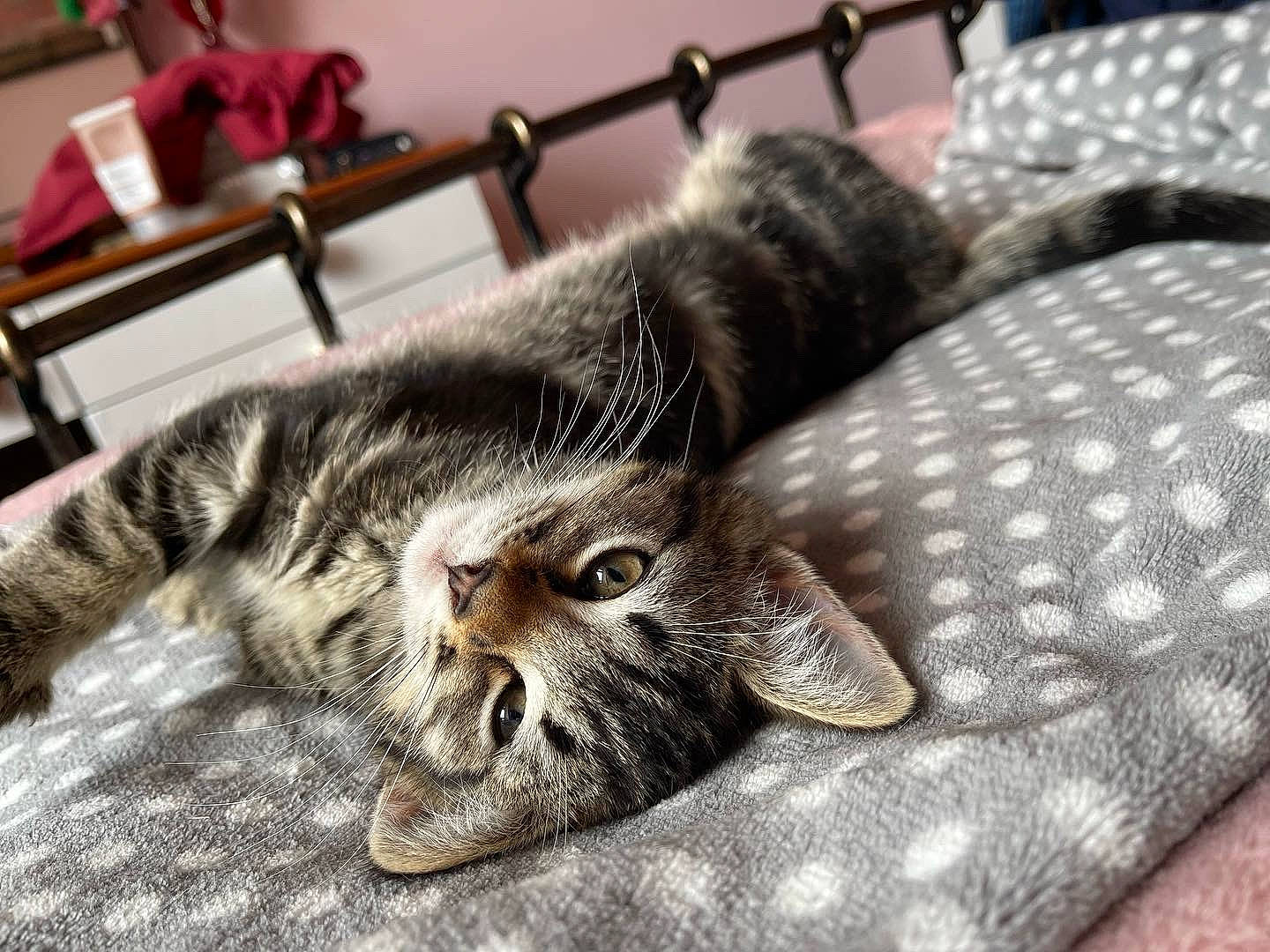 Pamela Anderson joined the competition — help win amazing prizes! carnivore, cat, claw, comfort, domestic_short_haired_cat, felidae, flooring, fur, grey, nap, pattern, paw, sleep, small_to_medium_sized_cats, snout, tail, whiskers