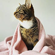 Bobby is registered to the contest to win money with this photo: cat, tabby, pet, animal, feline, blanket, pink, soft, fur, indoor, cozy, portrait, whiskers, ears, cute, relaxed, comfort, domestic, profile, resting
