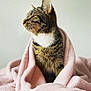 cat, tabby, pet, animal, feline, blanket, pink, soft, fur, indoor, cozy, portrait, whiskers, ears, cute, relaxed, comfort, domestic, profile, resting